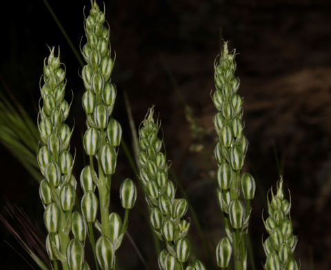 Via inaturalist. Licensed under Attribution-NonCommercial 4.0.International.