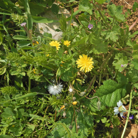 Crepis aspera L.
