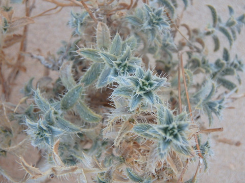 Via inaturalist. Licensed under Attribution-NonCommercial 4.0.International.