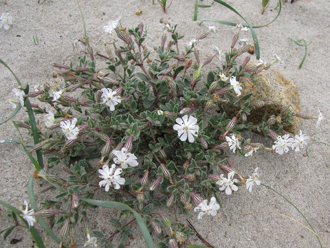 Silene succulenta Forssk.