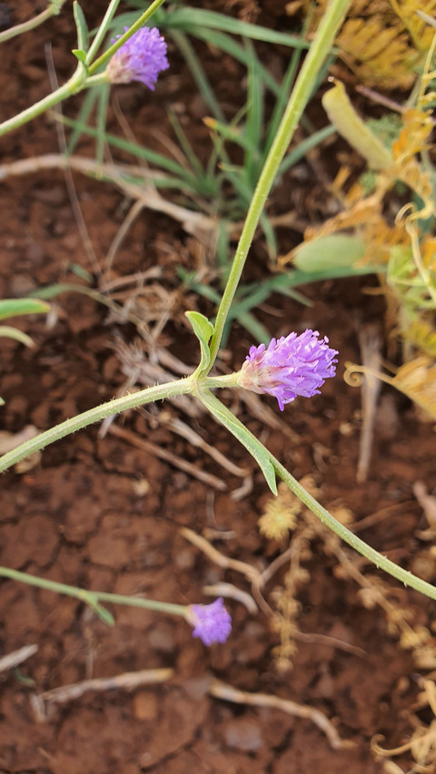 Cephalaria syriaca (L.) Schrad.