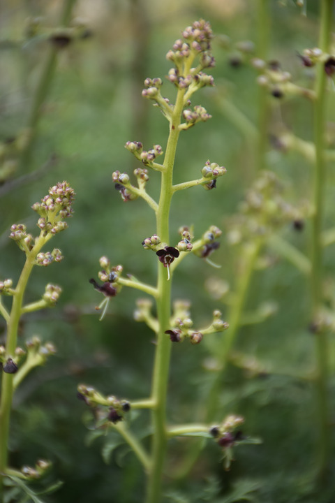 Scrophularia xanthoglossa Boiss.