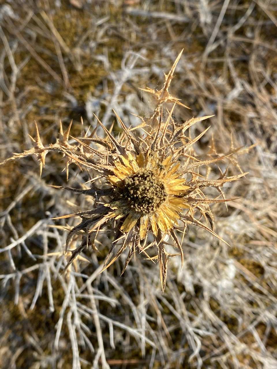 Via inaturalist. Licensed under Attribution-NonCommercial 4.0.International.