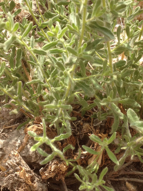 Via inaturalist. Licensed under Attribution-NonCommercial 4.0.International.