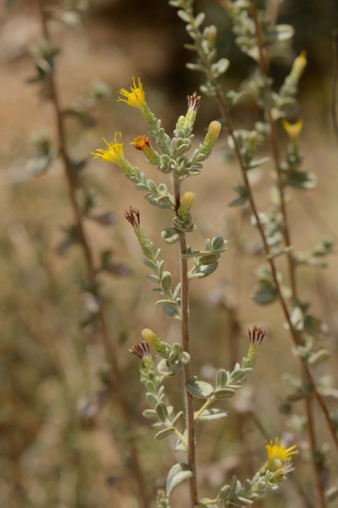 Chiliadenus iphionoides (Boiss. & Blanche) Brullo