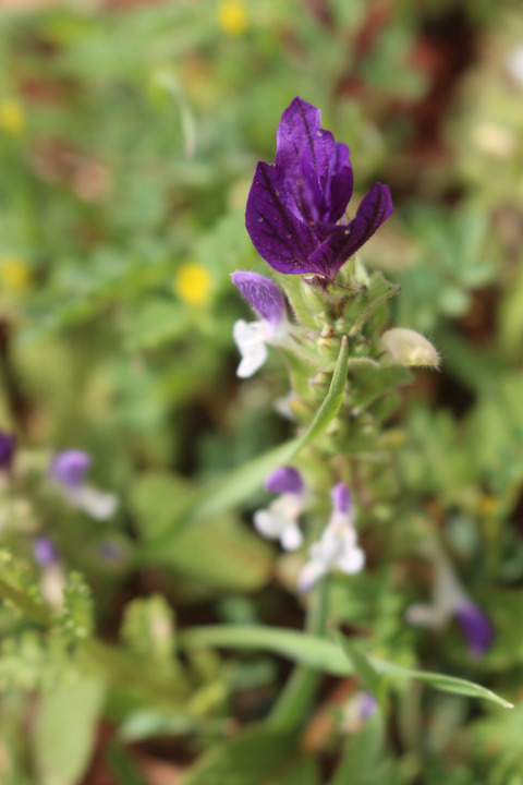 Salvia viridis L.