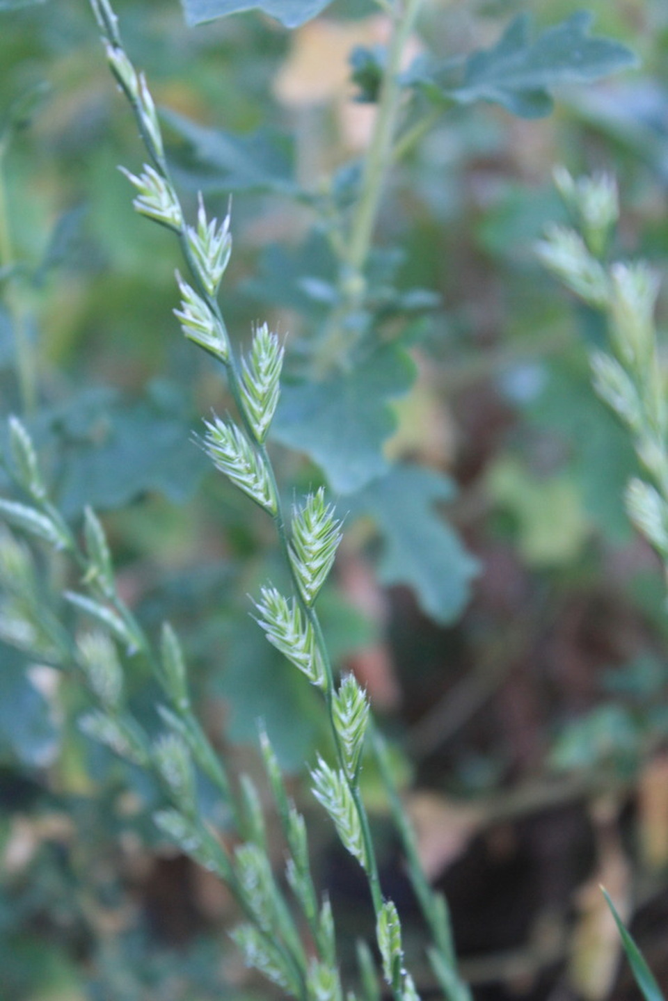 Via inaturalist. Licensed under Attribution-NonCommercial 4.0.International.