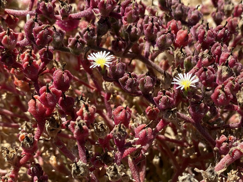 Via inaturalist. Licensed under Attribution-NonCommercial 4.0.International.