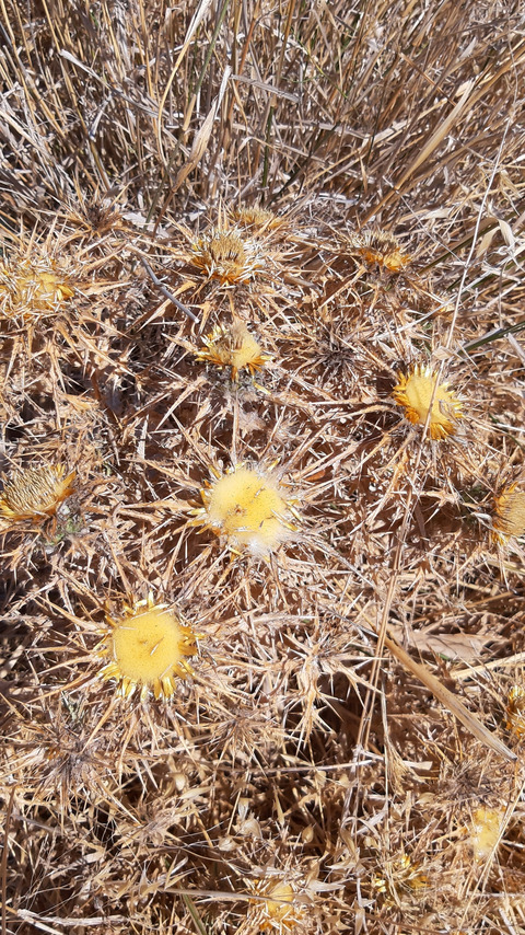 Via inaturalist. Licensed under Attribution-NonCommercial 4.0.International.
