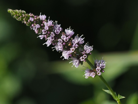 Via inaturalist. Licensed under Attribution-NonCommercial 4.0.International.