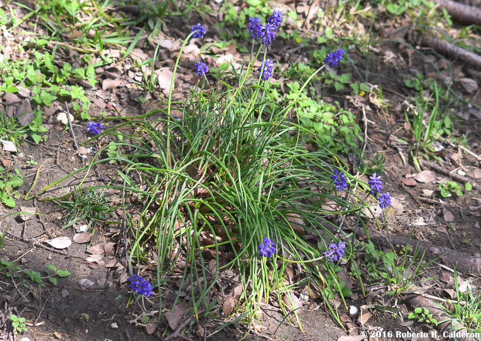 Via inaturalist. Licensed under Attribution-NonCommercial 4.0.International.