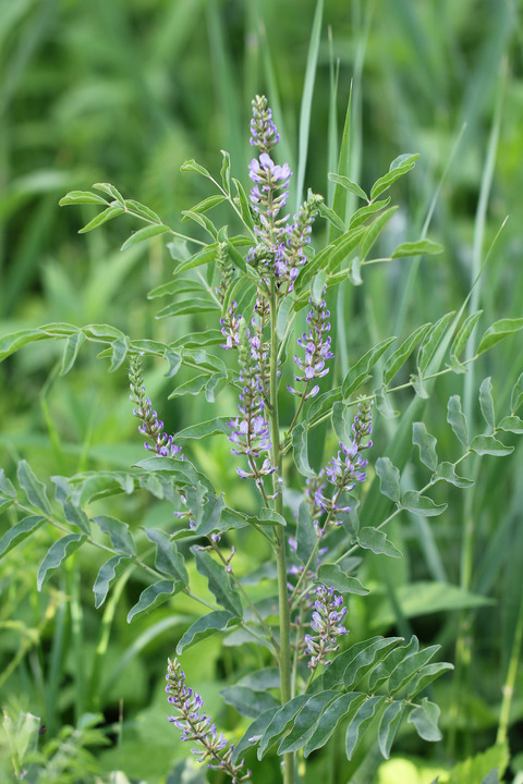 Via inaturalist. Licensed under Attribution-NonCommercial 4.0.International.