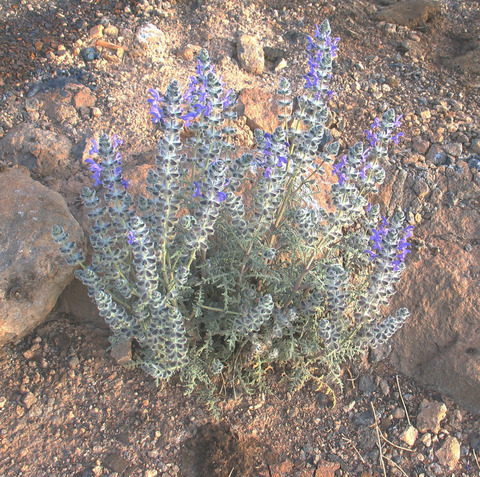 Via inaturalist. Licensed under Attribution-NonCommercial 4.0.International.