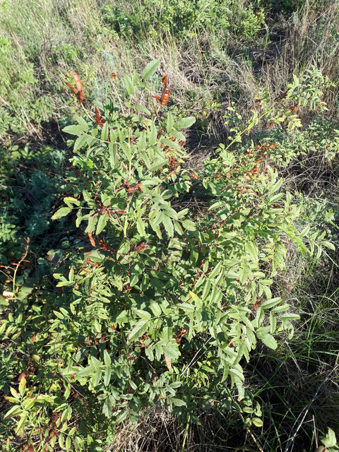 Via inaturalist. Licensed under Attribution-NonCommercial 4.0.International.