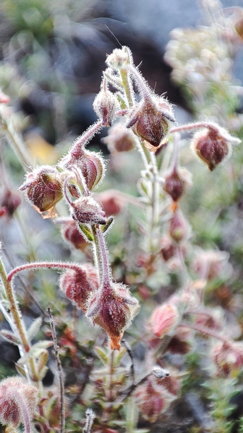 Via inaturalist. Licensed under Attribution-NonCommercial 4.0.International.