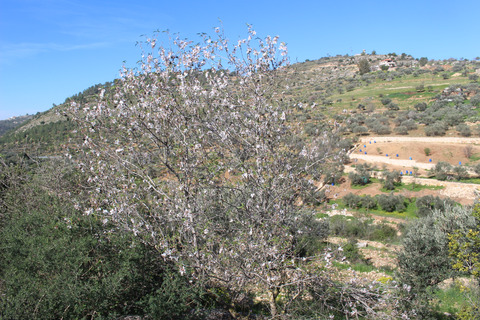 Prunus dulcis (Mill.) D.A.Web
