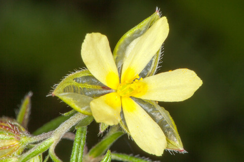 Via inaturalist. Licensed under Attribution-NonCommercial 4.0.International.