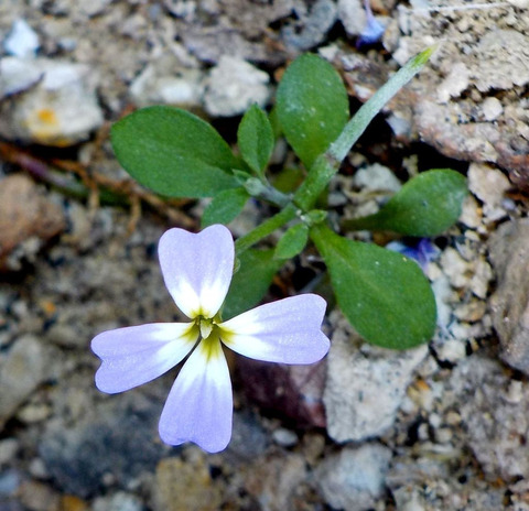Via inaturalist. Licensed under Attribution-NonCommercial 4.0.International.