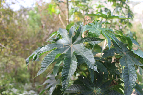 Leaves, April. This photo is available under the Creative Commons CC-BY-NC 4.0 License.