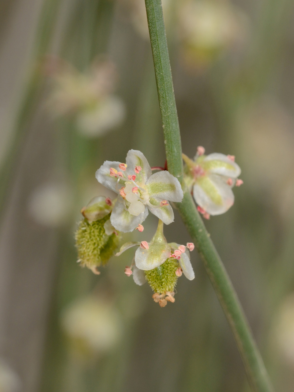 Via inaturalist. Licensed under Attribution-NonCommercial 4.0.International.