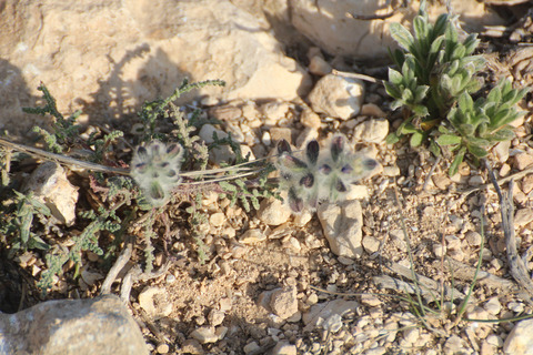 Via inaturalist. Licensed under Attribution-NonCommercial 4.0.International.