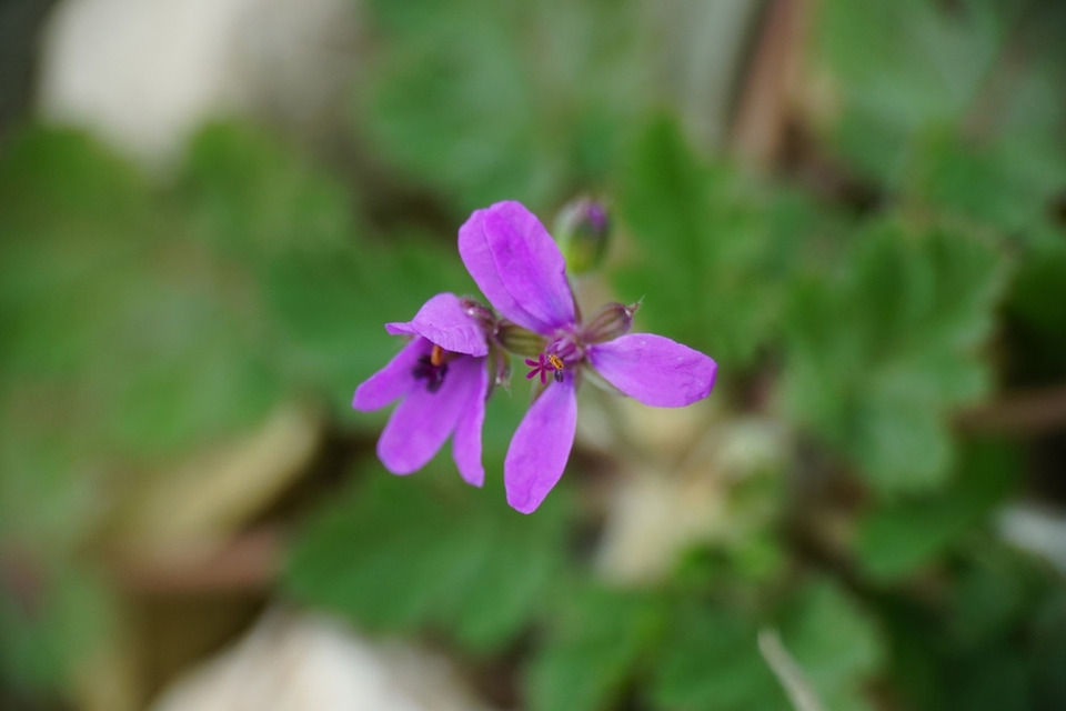Via inaturalist. Licensed under Attribution-NonCommercial 4.0.International.