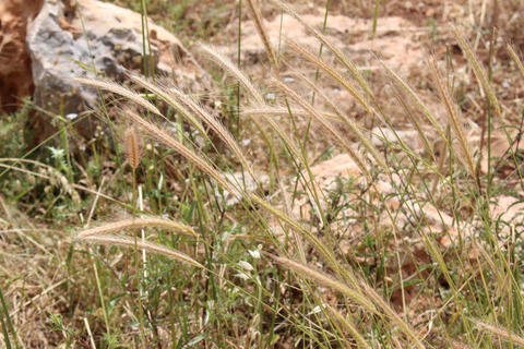 Hordeum bulbosum L.