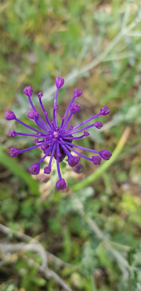 Leopoldia comosa (L.) Parl.