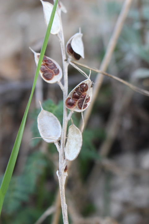 Fibigia clypeata (L.) Medik.