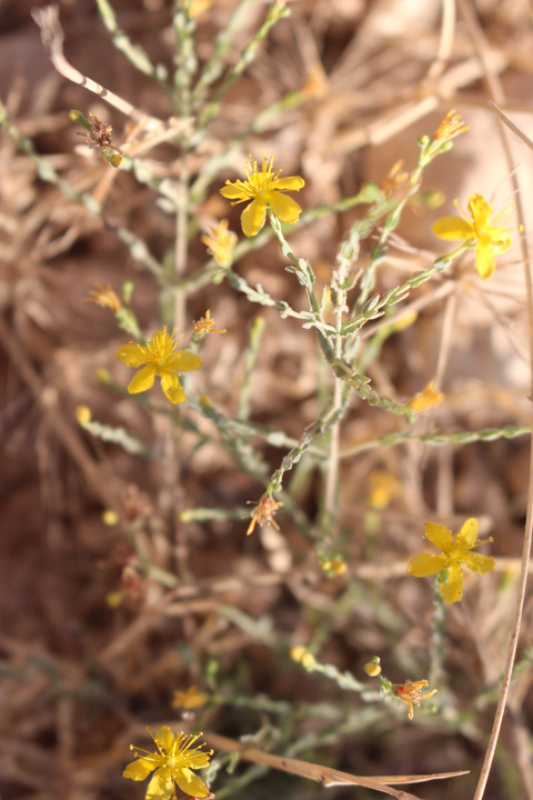 Hypericum triquetrifolium Turra