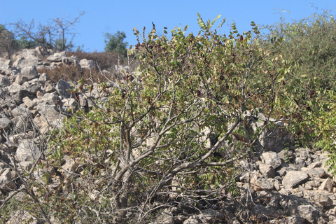 Rhus coriaria L.