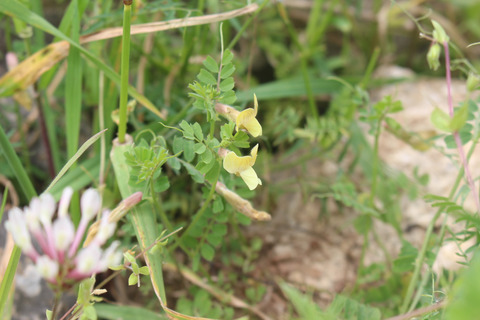 Vicia hybrida L.