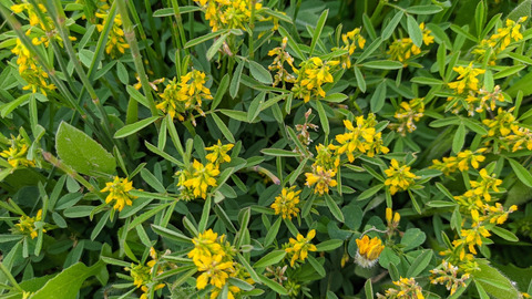 Melilotus sulcatus Desf.