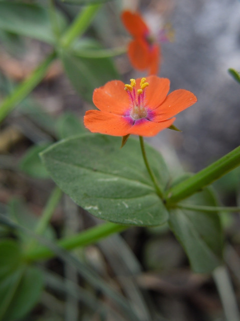 Via inaturalist. Licensed under Attribution-NonCommercial 4.0.International.
