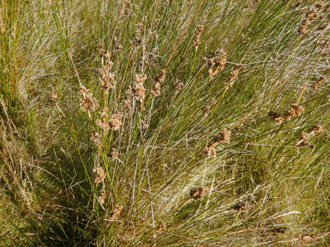 Juncus maritimus Lam.