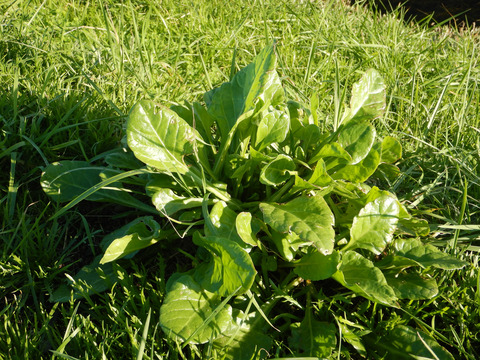 Beta vulgaris L.