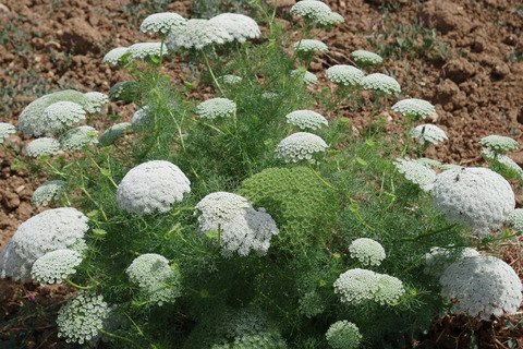 Visnaga daucoides Gaertn.