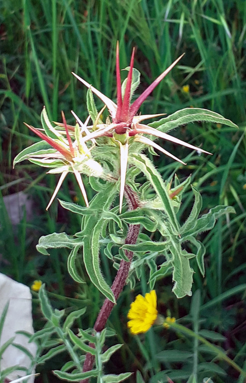 Via inaturalist. Licensed under Attribution-NonCommercial 4.0.International.