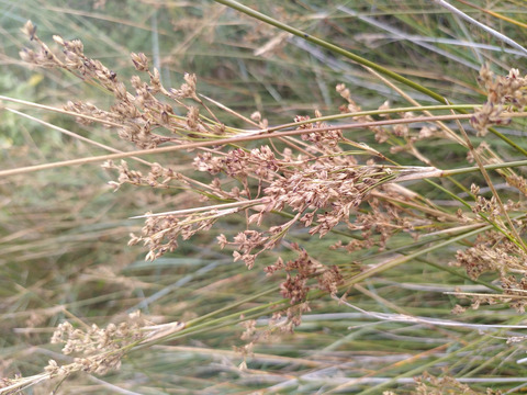 Via inaturalist. Licensed under Attribution-NonCommercial 4.0.International.
