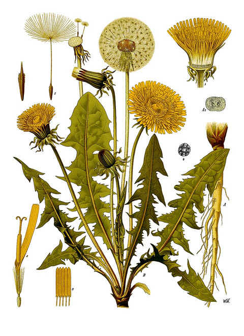 Wikidata