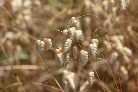 Via inaturalist. Licensed under Attribution-NonCommercial 4.0.International.