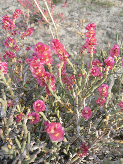 Anabasis articulata (Forssk.) Moq.