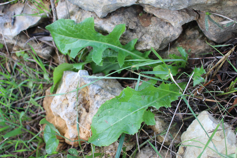 Lactuca tuberosa Jacq.