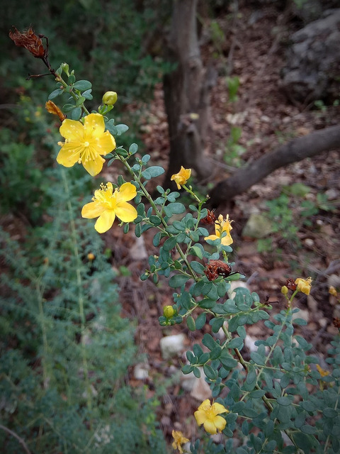 Via inaturalist. Licensed under Attribution-NonCommercial 4.0.International.