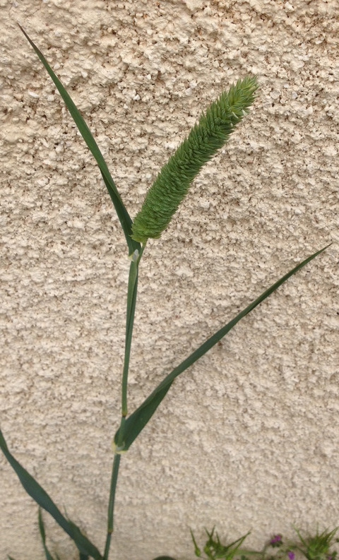 Via inaturalist. Licensed under Attribution-NonCommercial 4.0.International.