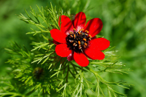 Adonis annua L.