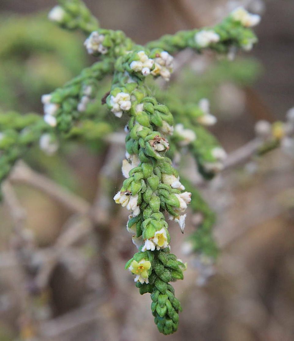 Via inaturalist. Licensed under Attribution-NonCommercial 4.0.International.
