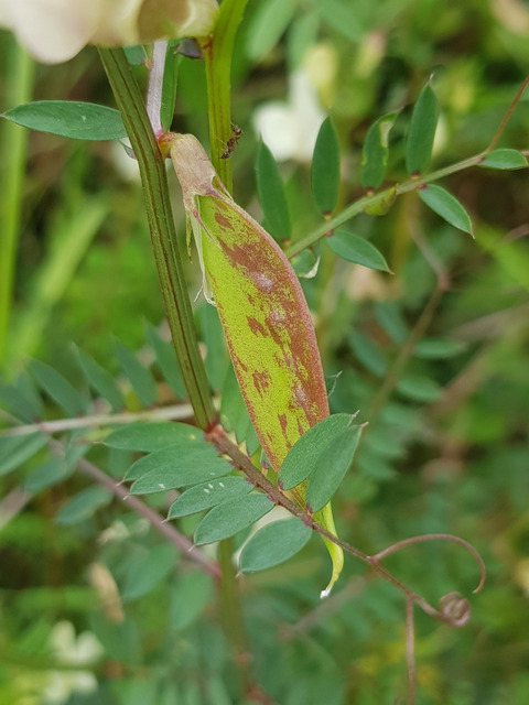 Via inaturalist. Licensed under Attribution-NonCommercial 4.0.International.