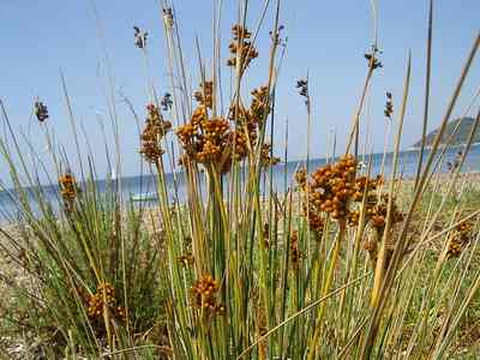 Juncus acutus L.