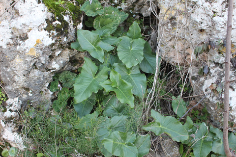 Arum palaestinum Boiss.